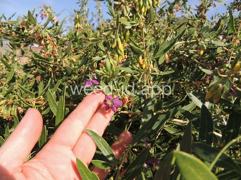 matrimonyvine
